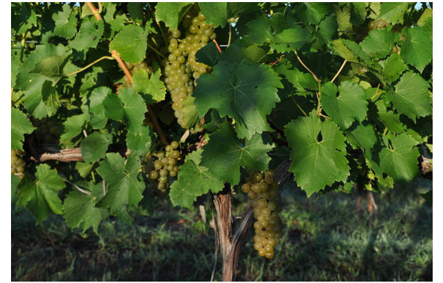 photo of grape vines