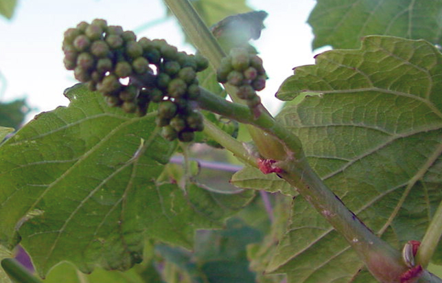 photo of grapes